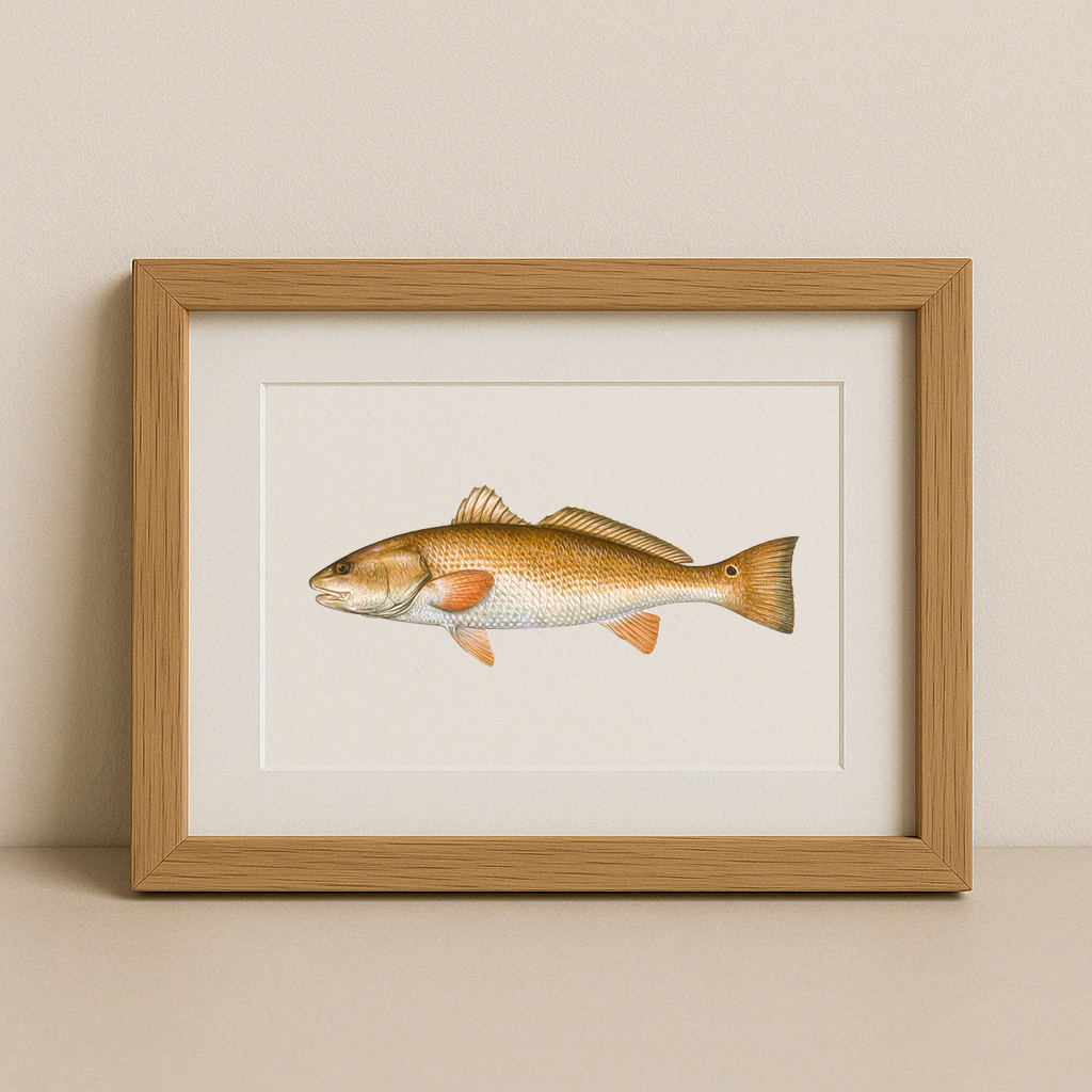 Redfish Fine Art Print (8×10) – Coastal Game Fish Illustration – Saltwater Fishing Wall Art