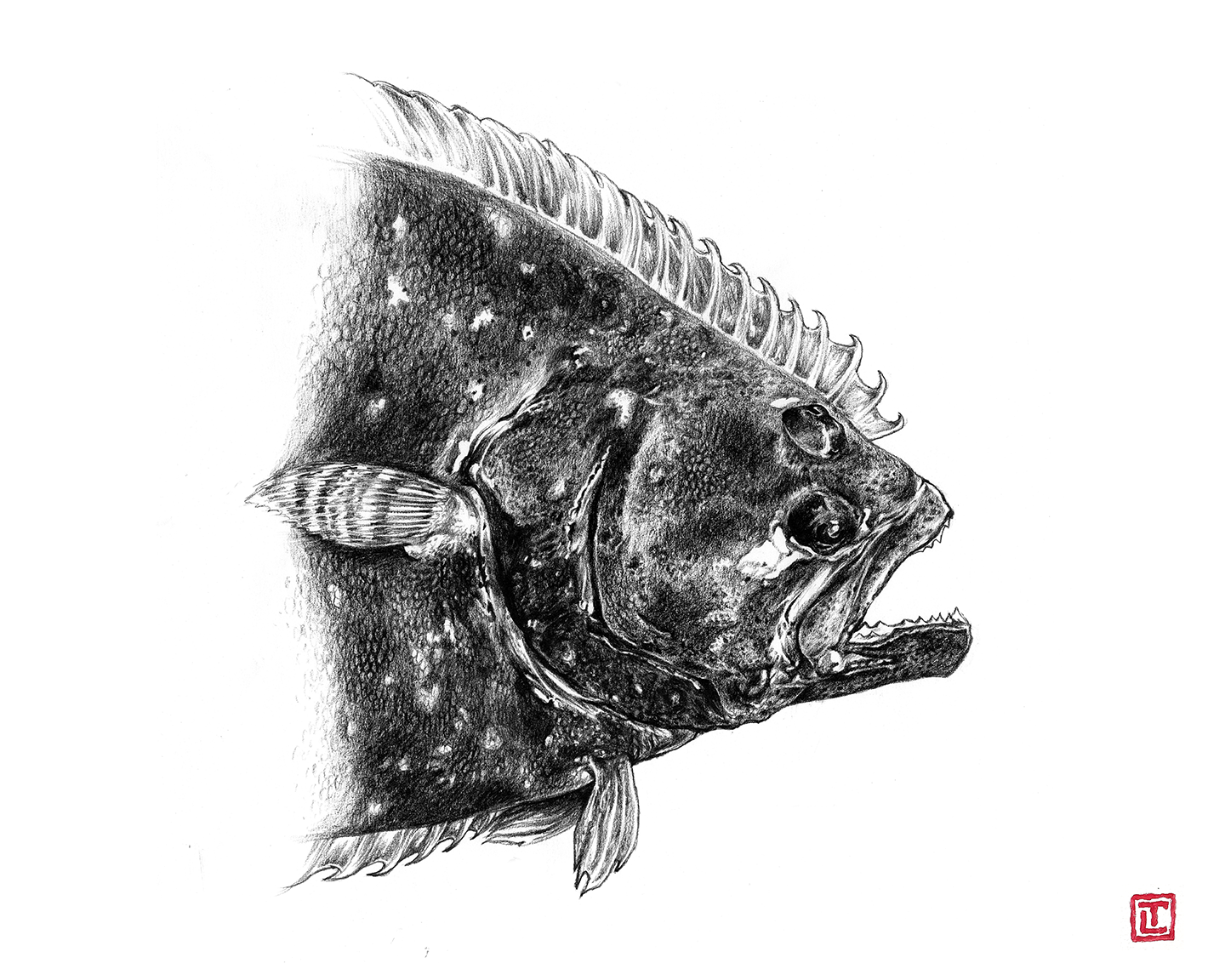 Flounder – Pencil Fine Art Print by Visual-ly