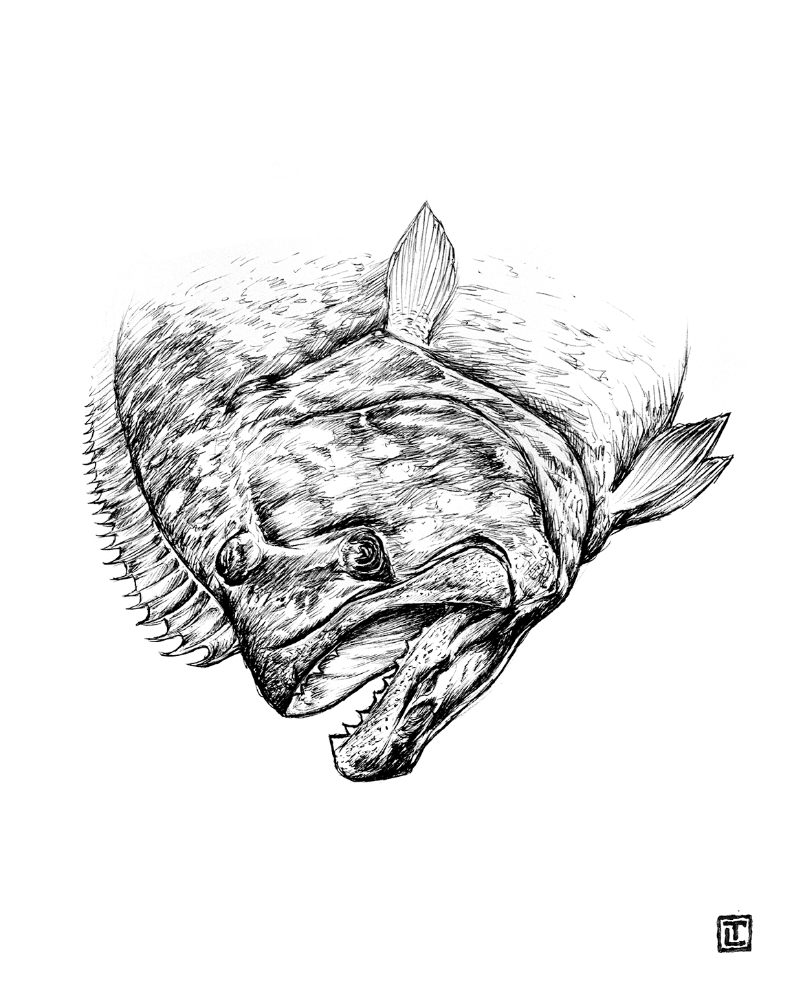 Flounder – Pen and Ink Fine Art Print by Visual-ly