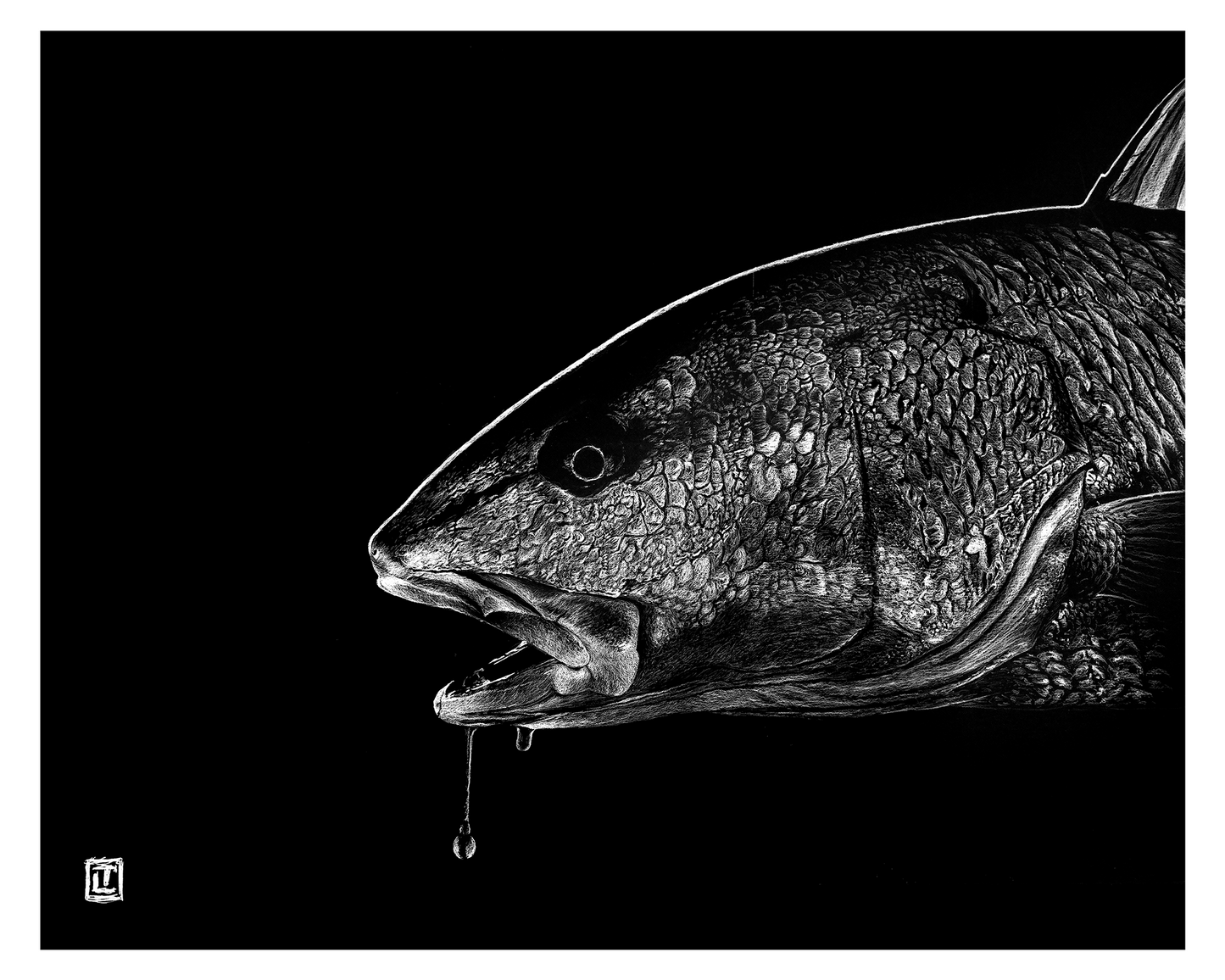 Redfish Drool I – Fine Art Print by Visual-ly