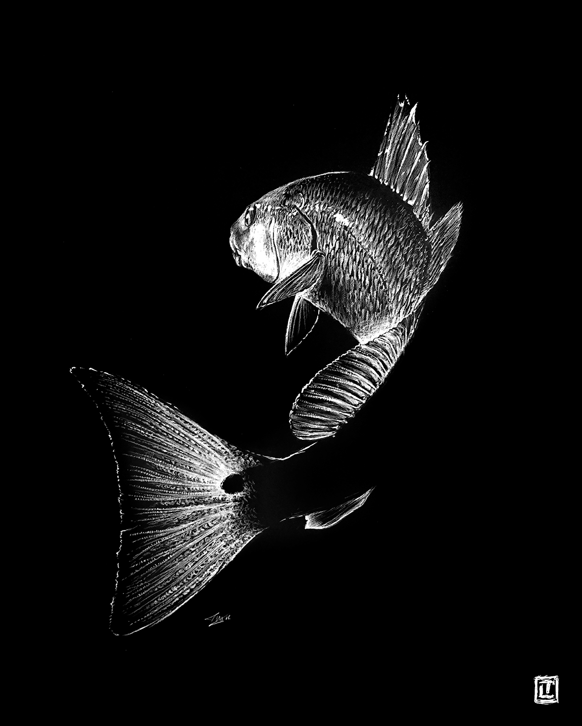 Redfish Tail Whip – 16×20 Print (Visual-Ly)