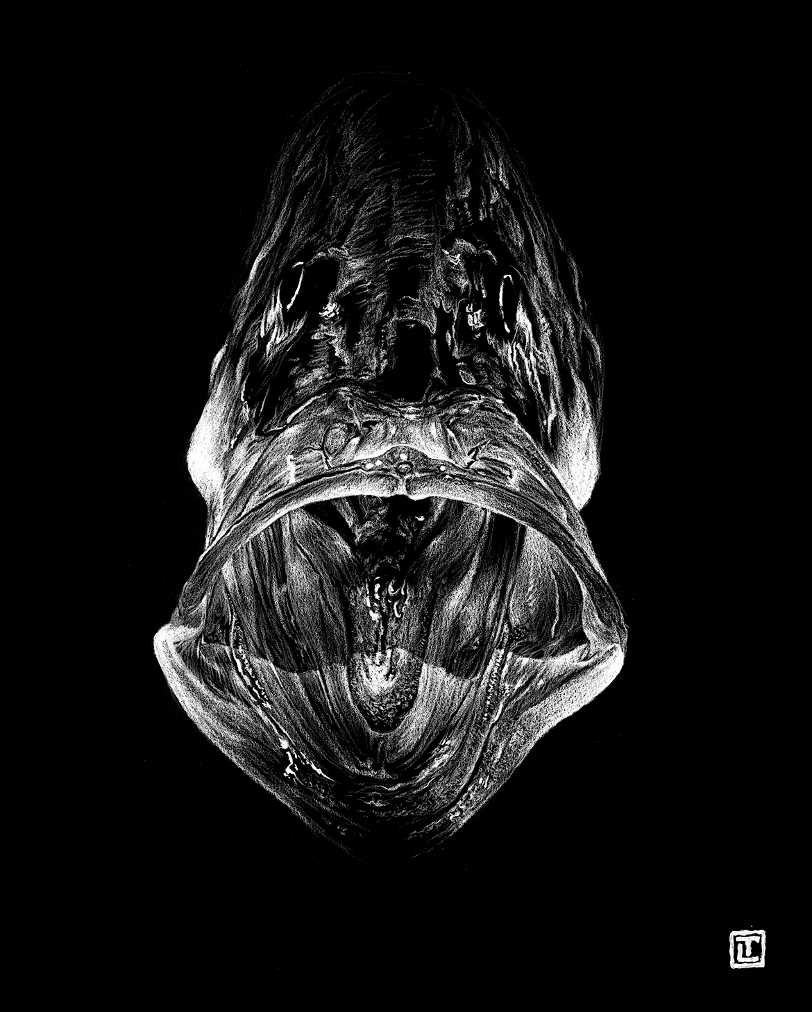 Snook – Fine Art Print by Visual-ly