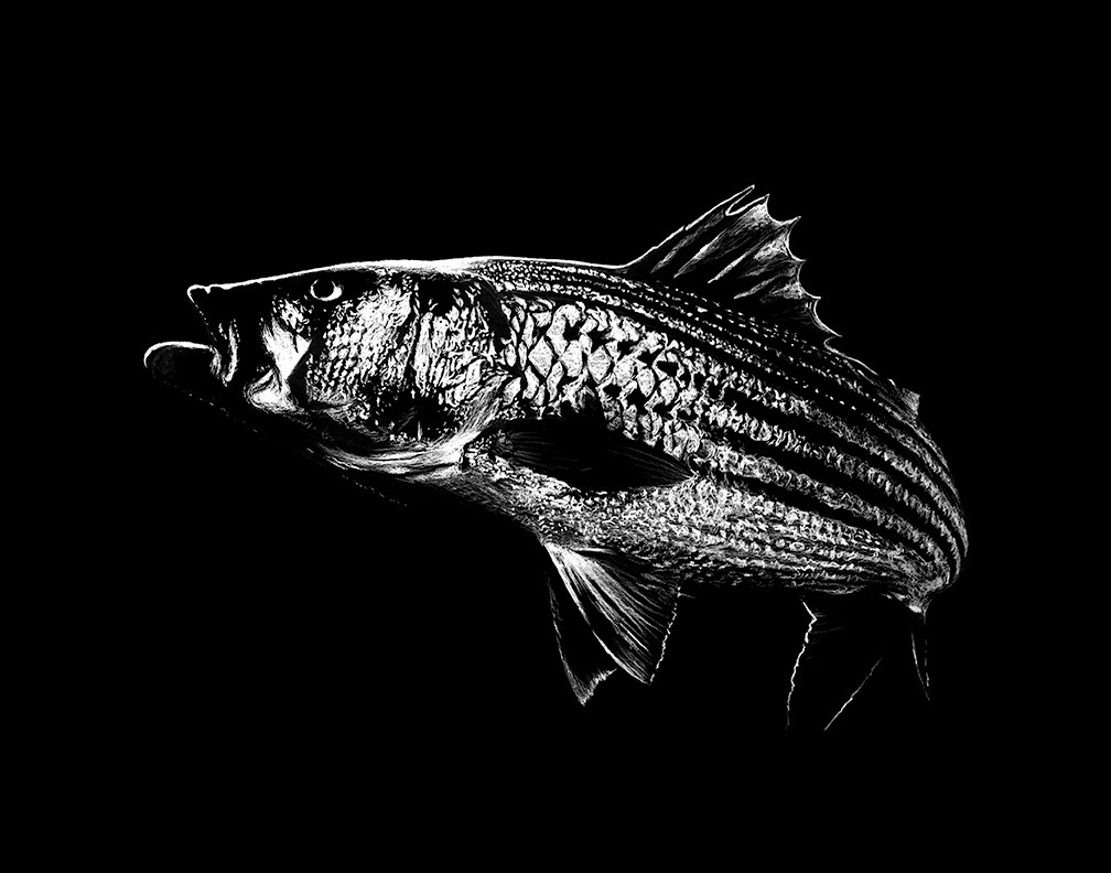 Striper – Fine Art Print by Visual-ly