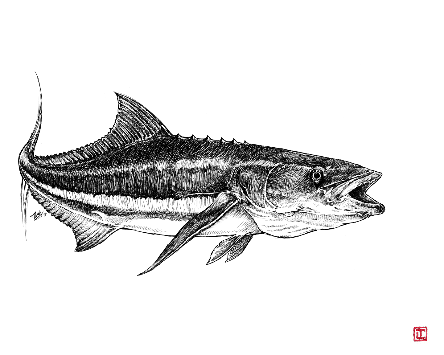 Cobia – Pen and Ink Fine Art Print by Visual-ly