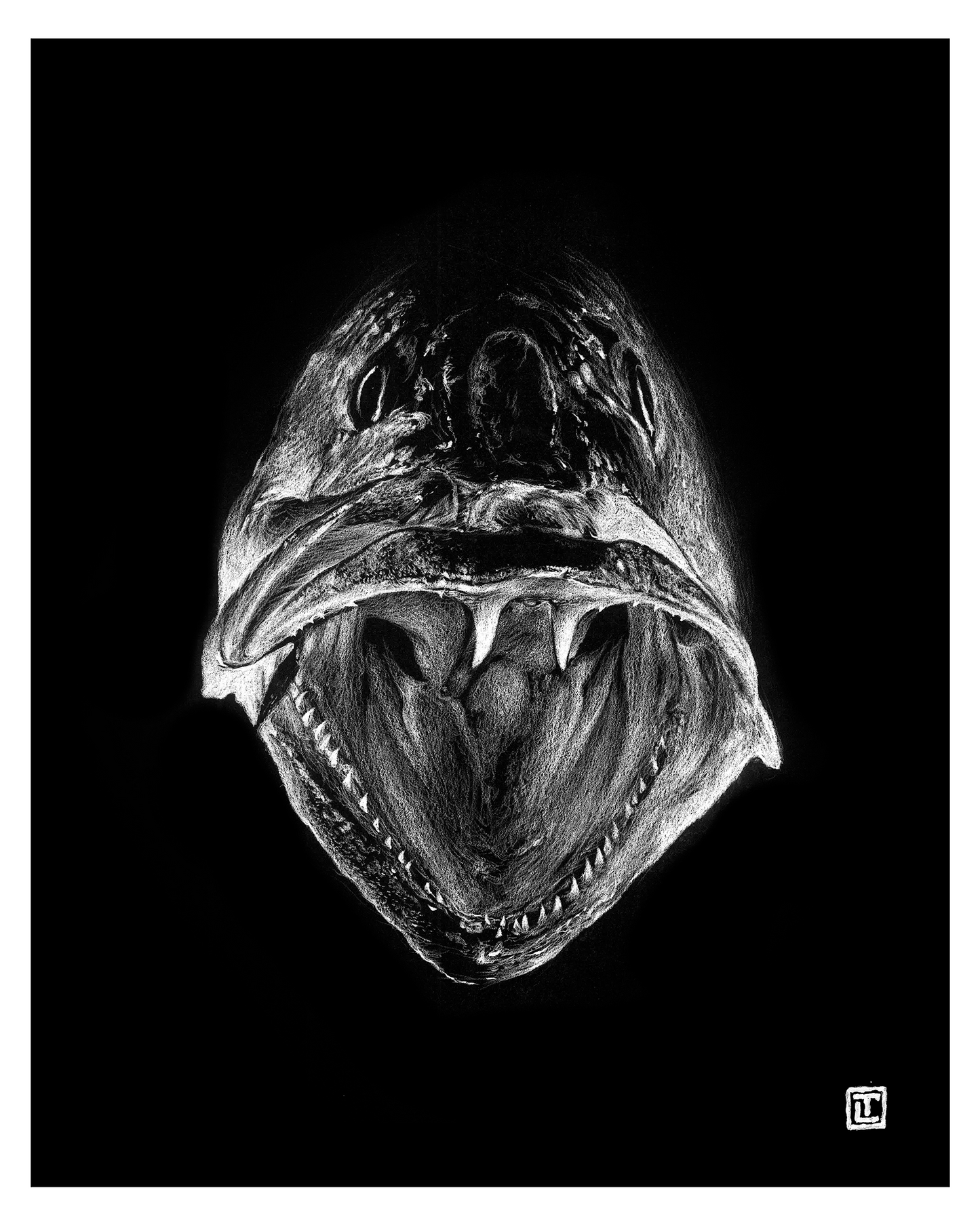 Gator Trout – Fine Art Print by Visual-ly