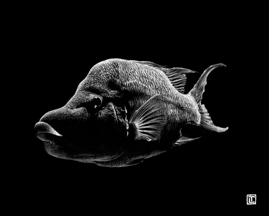 Hogfish – Fine Art Print by Visual-ly