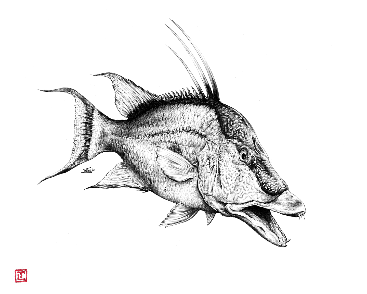Hogfish – Pencil Fine Art Print by Visual-ly
