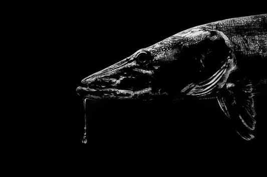 Musky – Fine Art Print by Visual-ly