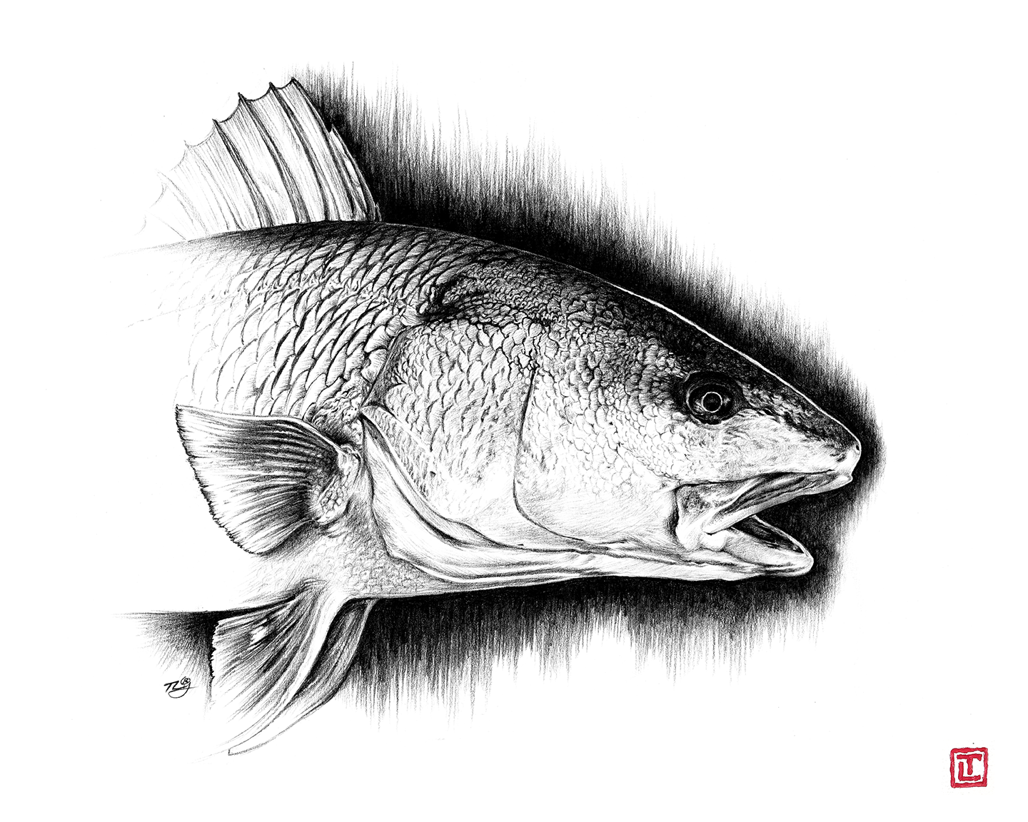 Red Drum – Pencil Fine Art Print by Visual-ly