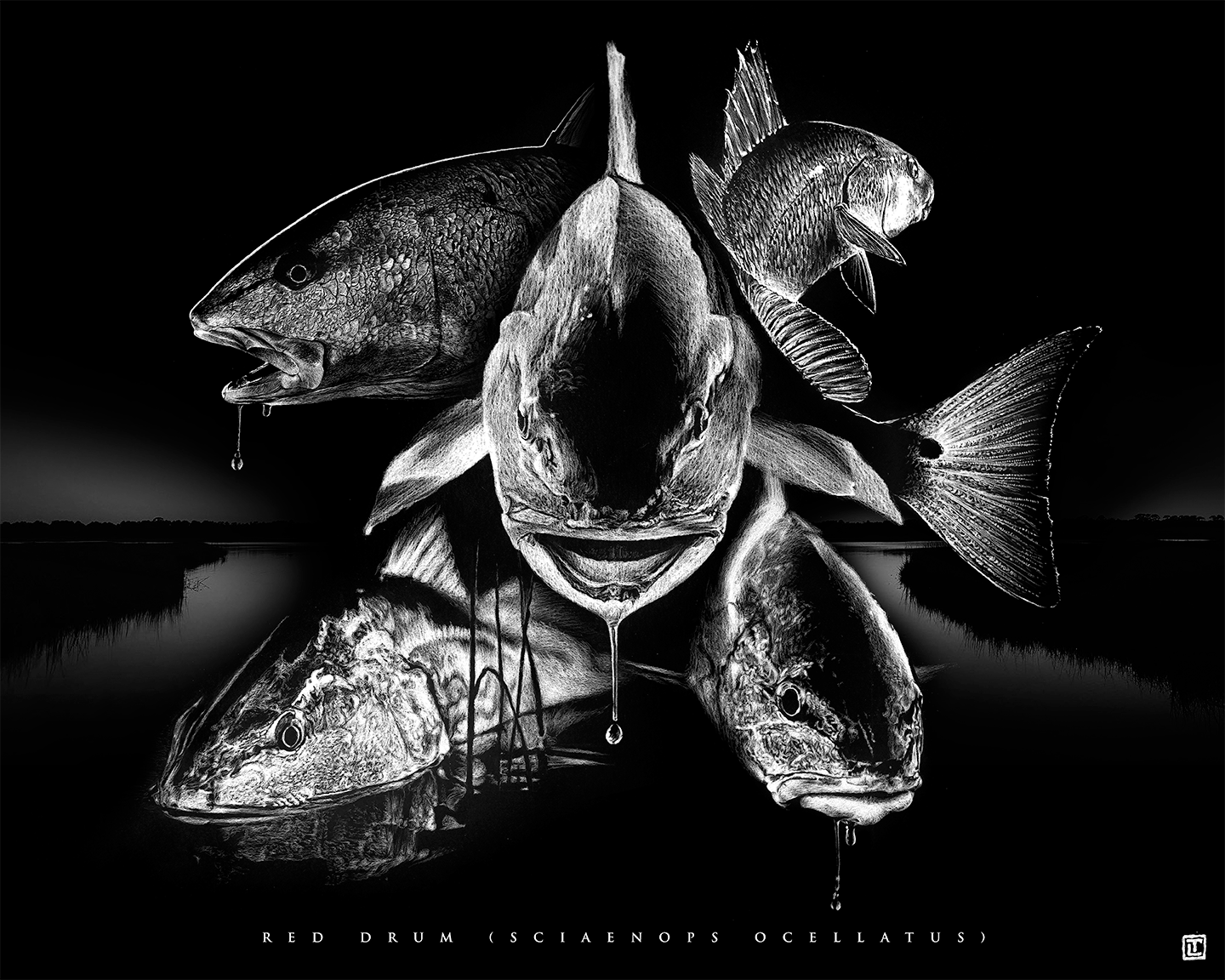 Red Drum Collage – 16×20 Print (Visual-Ly)