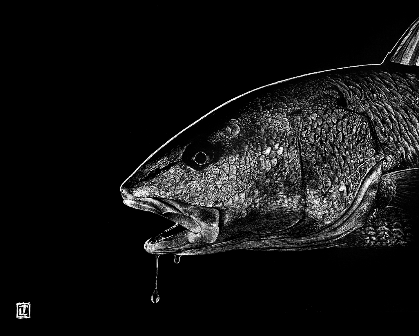 Redfish Drool I – Fine Art Print by Visual-ly