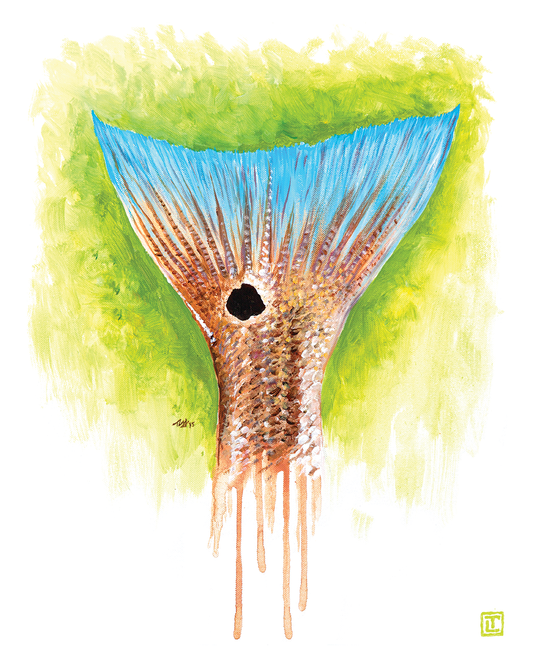 Redfish Tail – Canvas Fine Art Print by Visual-ly