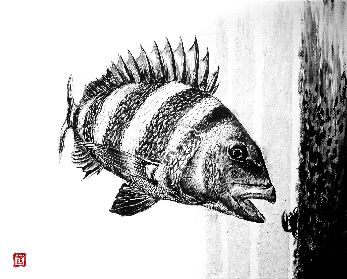 Sheepshead – Canvas Fine Art Print by Visual-ly