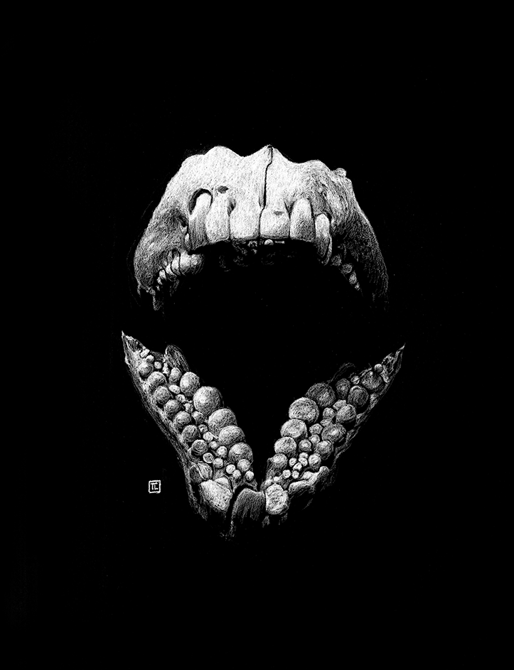 Sheepshead Jaw – Fine Art Print by Visual-ly