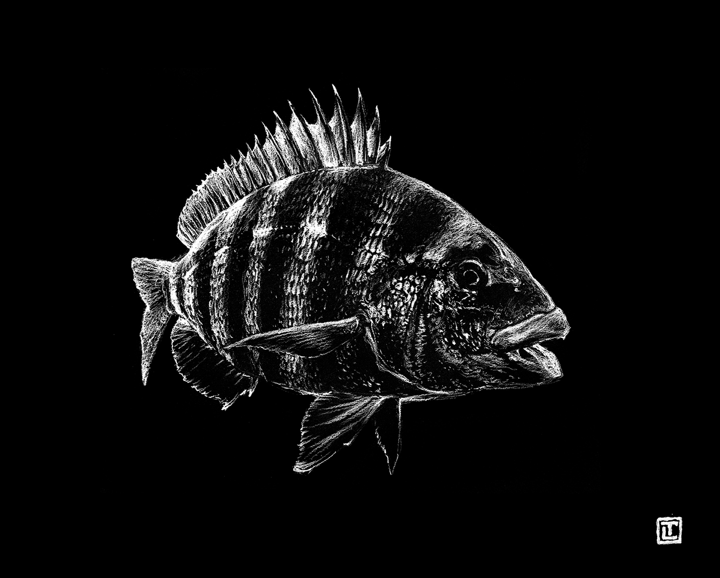 Sheepshead – Fine Art Print by Visual-ly