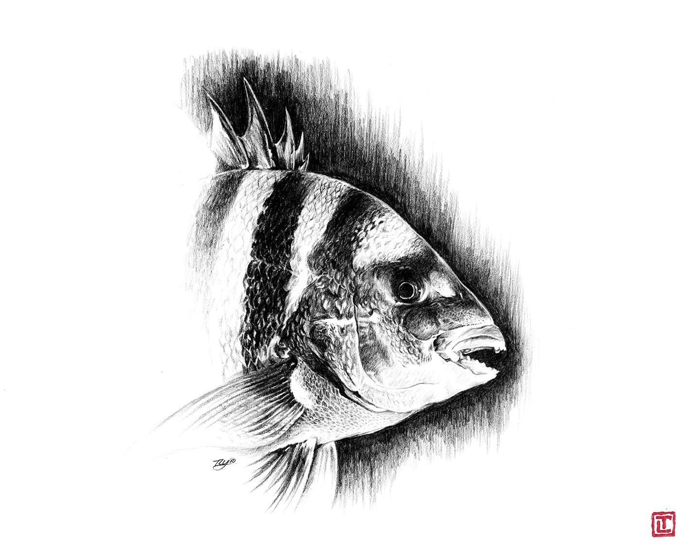 Sheepshead – Pencil Fine Art Print by Visual-ly