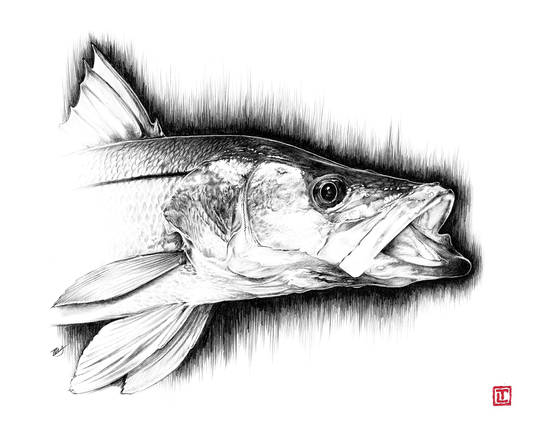 Snook – Pencil Fine Art Print by Visual-ly
