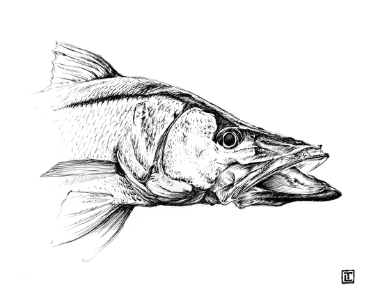 Snook – Pen and Ink Fine Art Print by Visual-ly