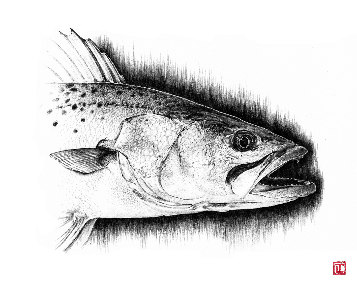 Speckled Trout – Pencil Fine Art Print by Visual-ly