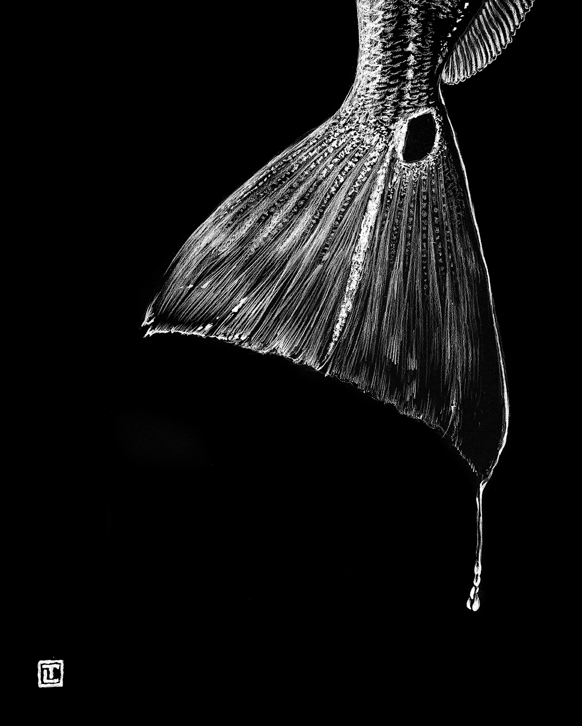 Tail Drip – Fine Art Print by Visual-ly