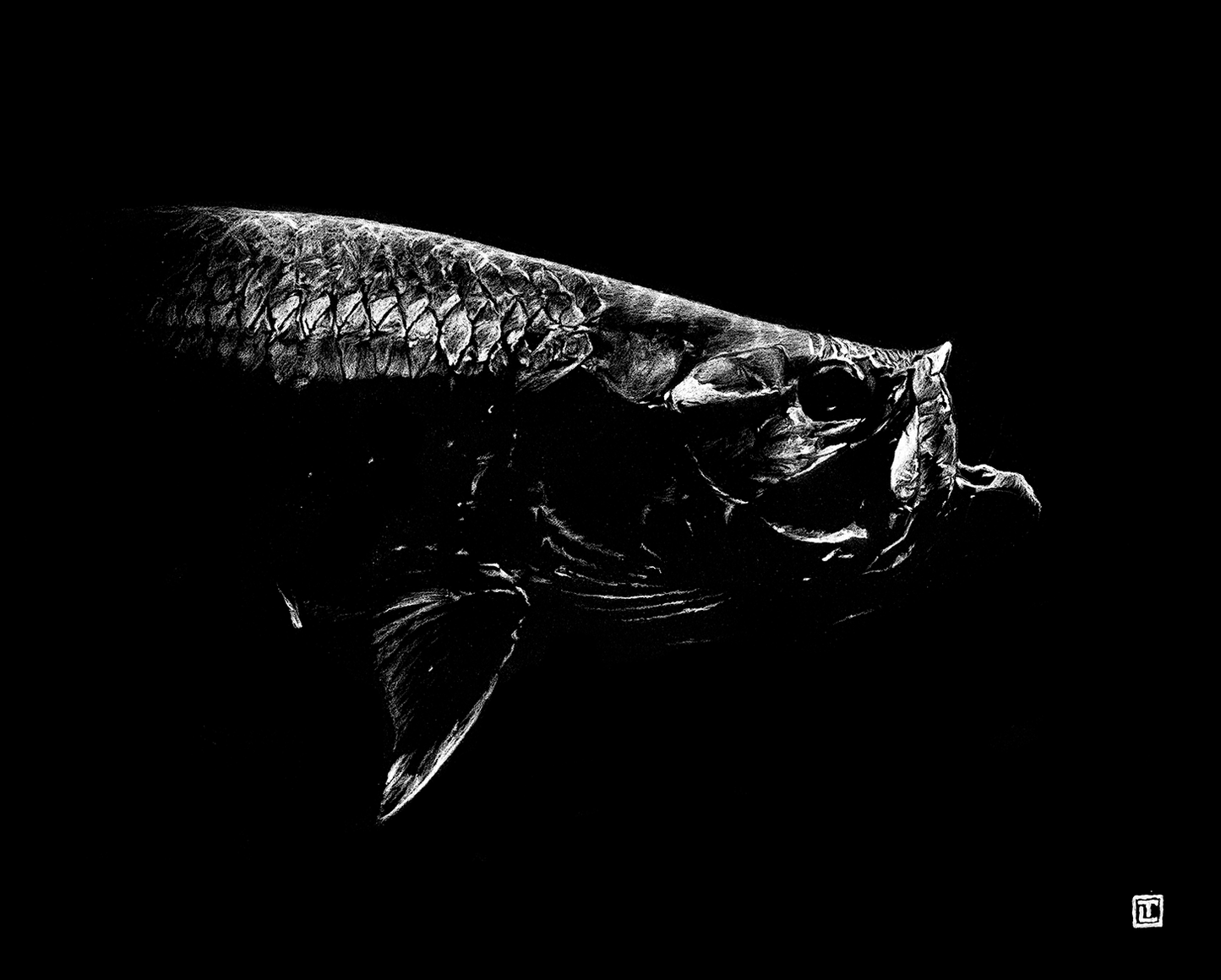 Tarpon – Fine Art Print by Visual-ly
