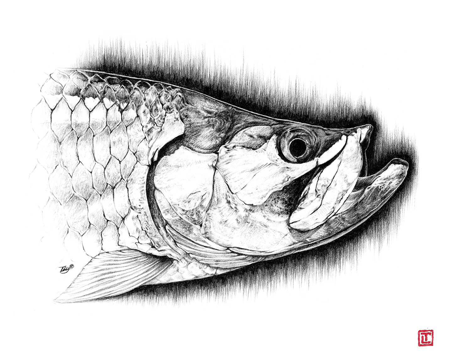 Tarpon – Pencil Fine Art Print by Visual-ly