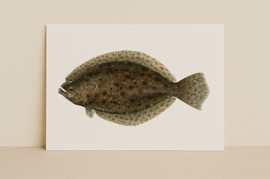 Flounder Fine Art Print (8×10) – Coastal Game Fish Illustration – Saltwater Fishing Wall Art