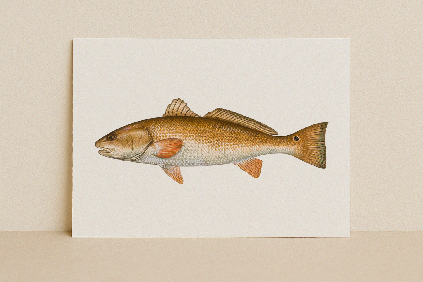 Redfish Fine Art Print (8×10) – Coastal Game Fish Illustration – Saltwater Fishing Wall Art