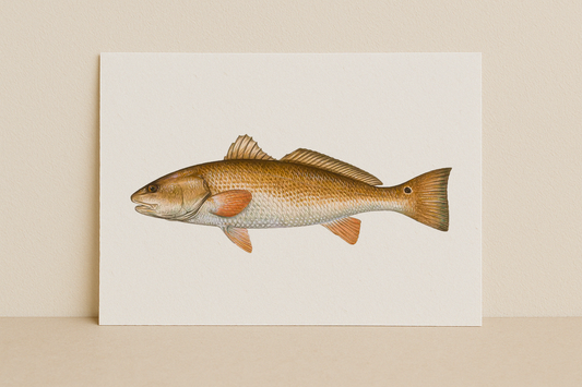 Redfish Fine Art Print (8×10) – Coastal Game Fish Illustration – Saltwater Fishing Wall Art