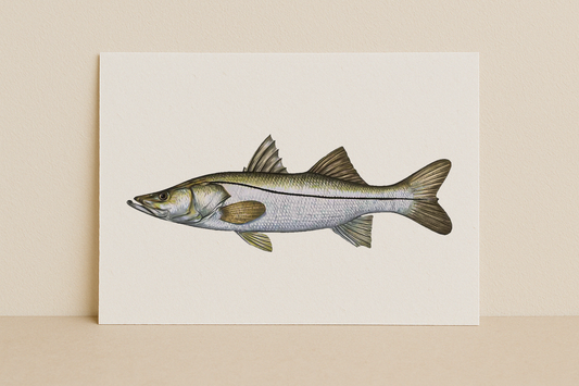 Snook Fine Art Print (8×10) – Coastal Game Fish Illustration – Saltwater Fishing Wall Art