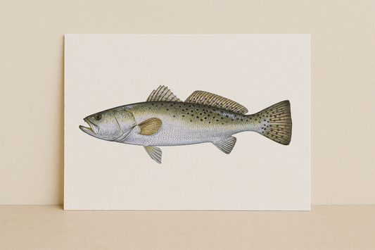Speckled Trout Fine Art Print (8×10) – Coastal Game Fish Illustration – Saltwater Fishing Wall Art